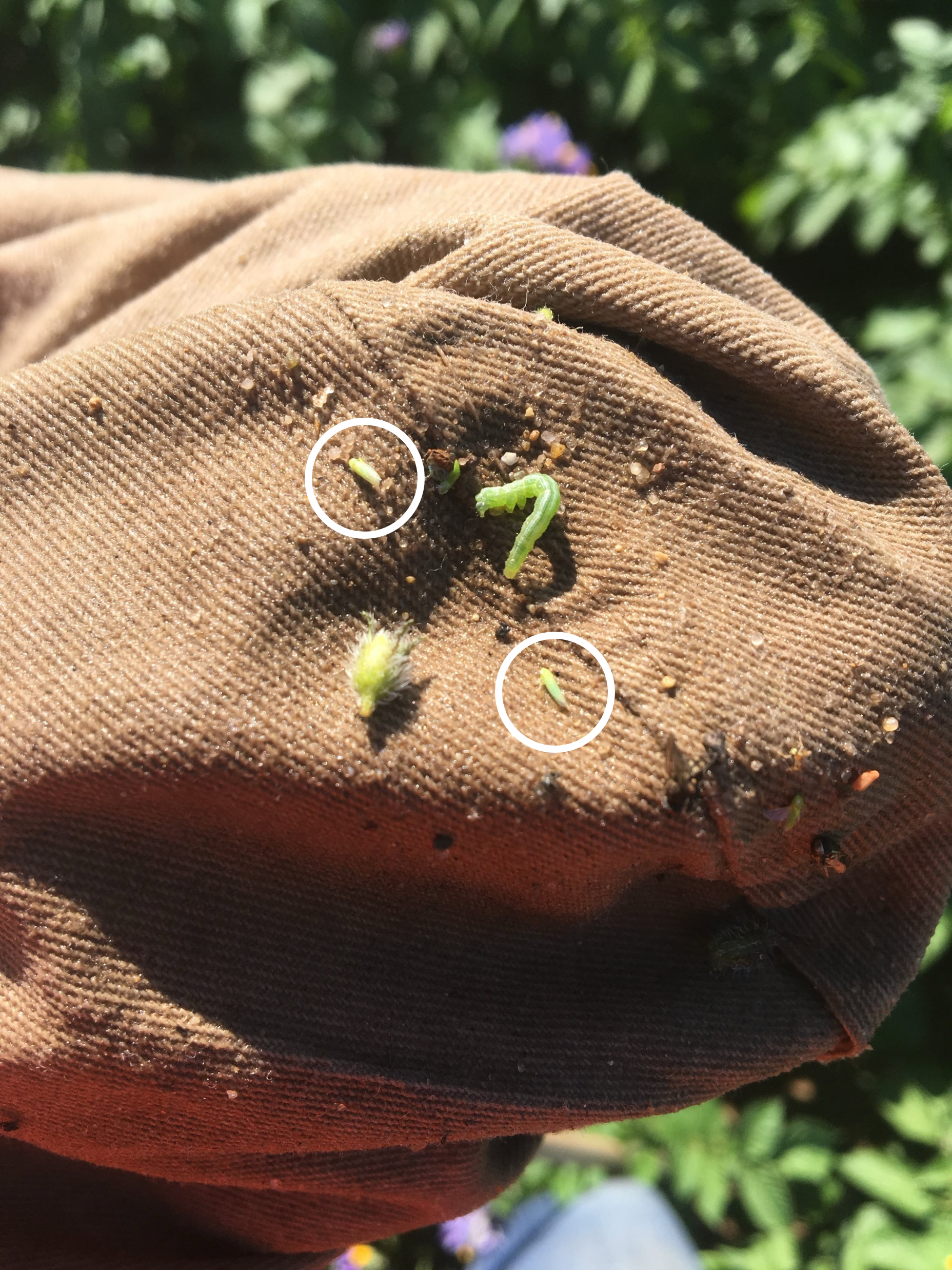 Potato leafhoppers on a sweep net.